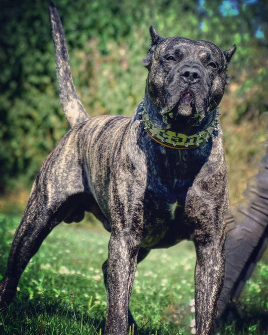 The "Metal" Collar - Personalize this collar for your furry sidekick