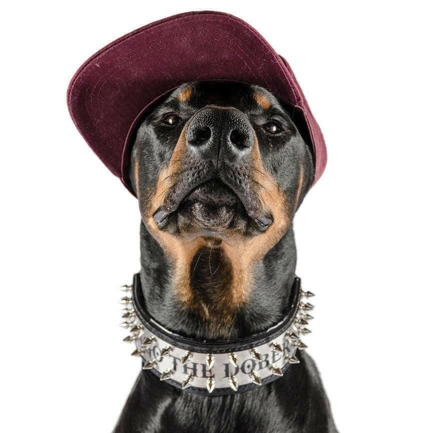 The "Metal" Collar - Personalize this collar for your furry sidekick