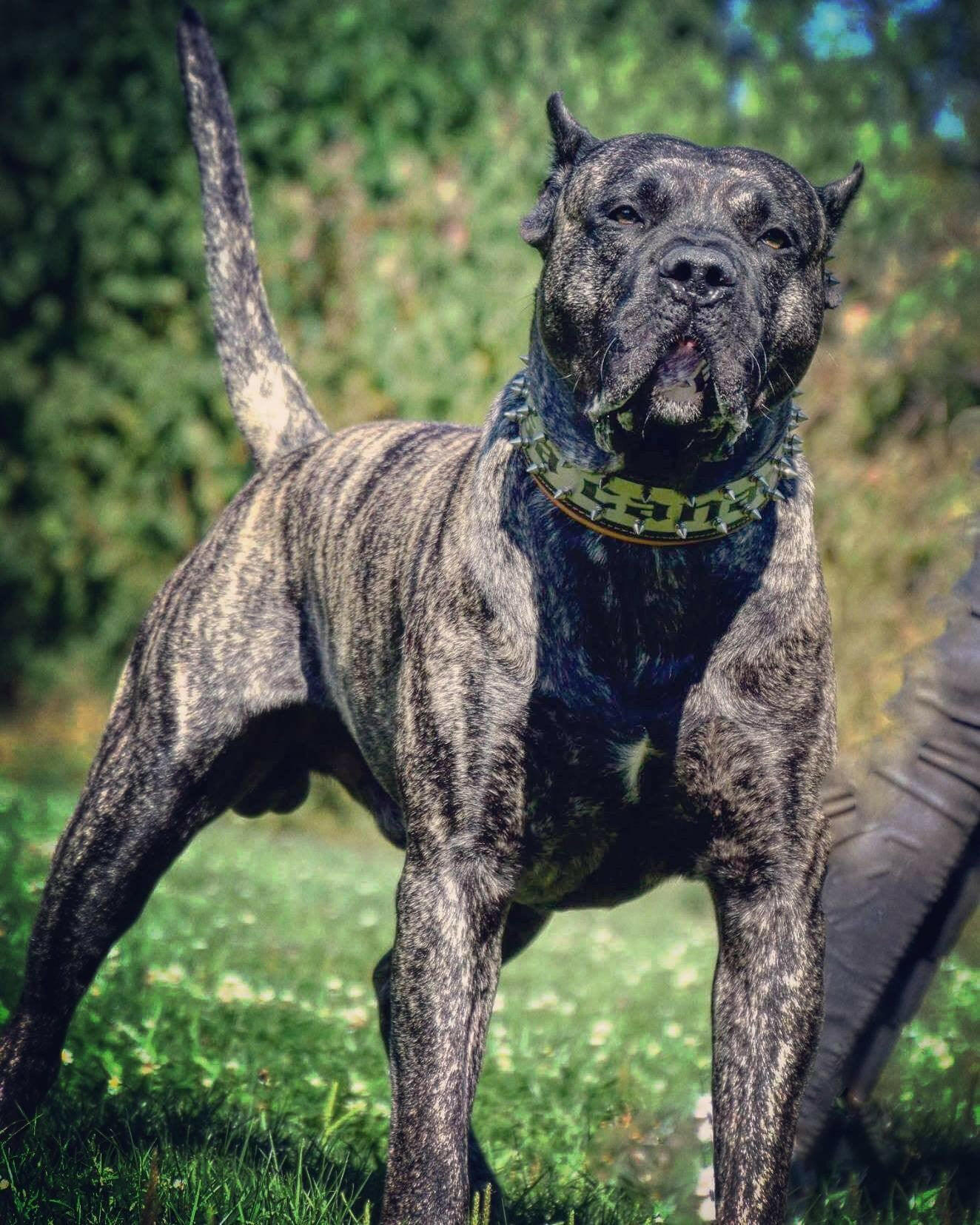 The "Metal" Collar - Personalize this collar for your furry sidekick