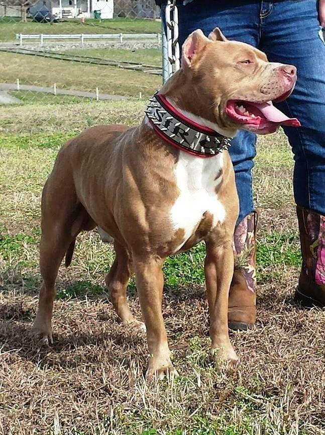The "Metal" Collar - Personalize this collar for your furry sidekick