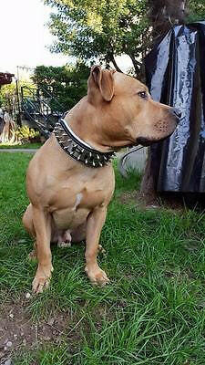 The "Metal" Collar - Personalize this collar for your furry sidekick