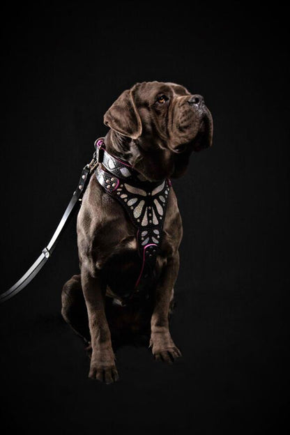The ''Ariel'' Harness OR Harness & Leash set