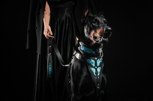 The ''Morelia Python'' Harness OR Harness & Leash