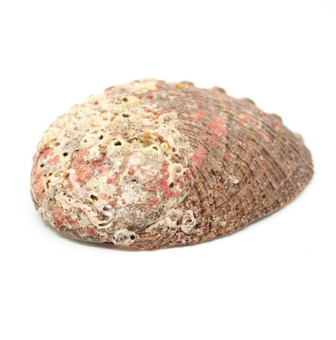 Abalone Smudge Shell - Large 5"-6"