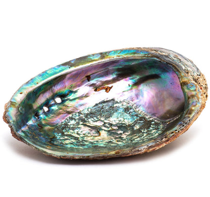 Abalone Smudge Shell - Large 5"-6"