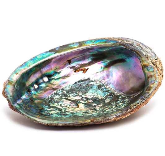 Abalone Smudge Shell - Large 5"-6"