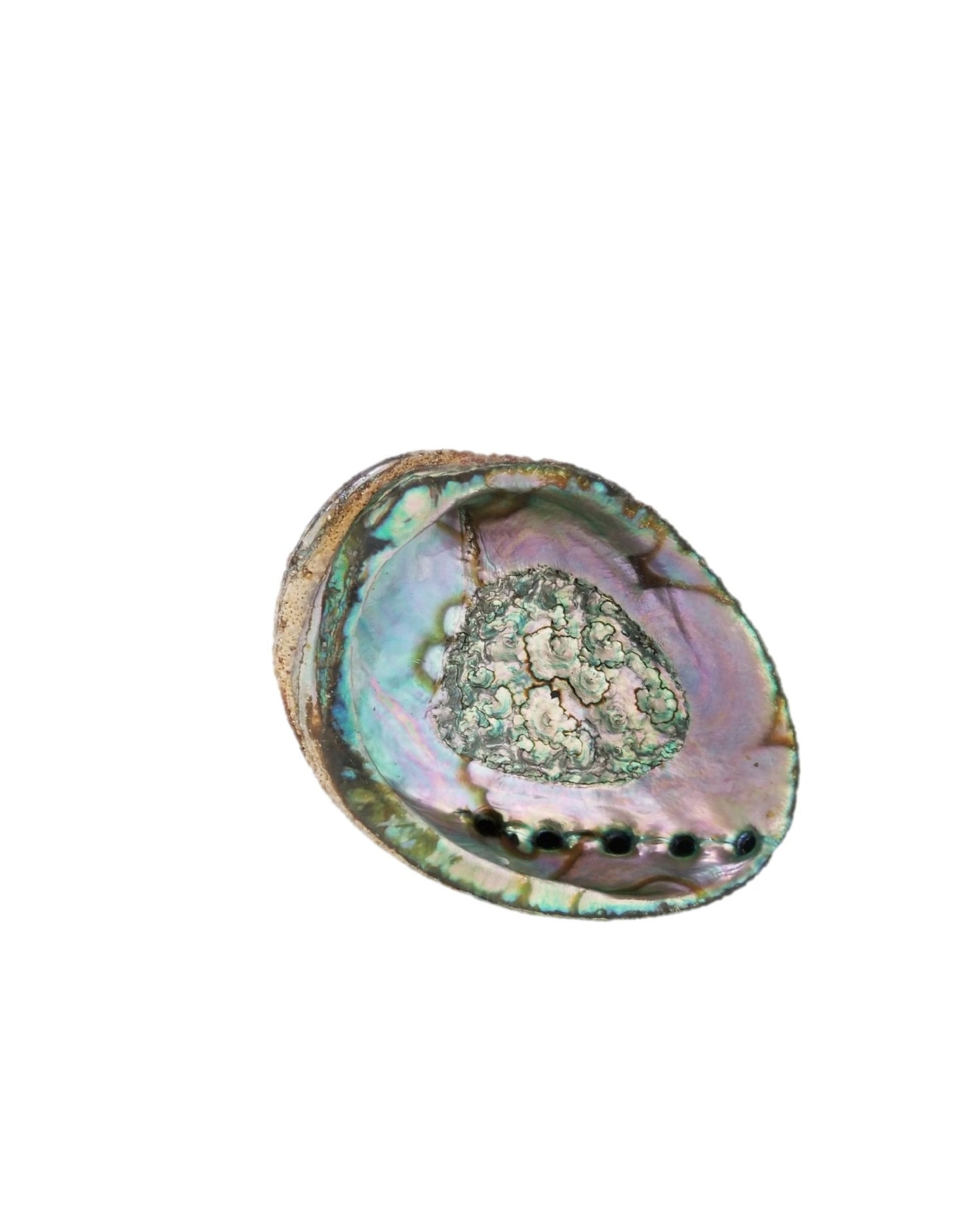 Abalone Smudge Shell - Large 5"-6"