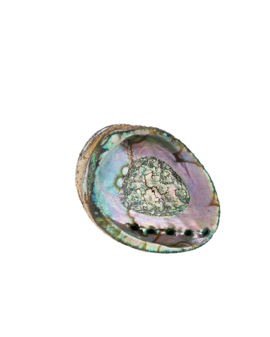 Abalone Smudge Shell - Large 5"-6"