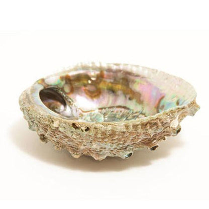 Abalone Smudge Shell - Large 5"-6"