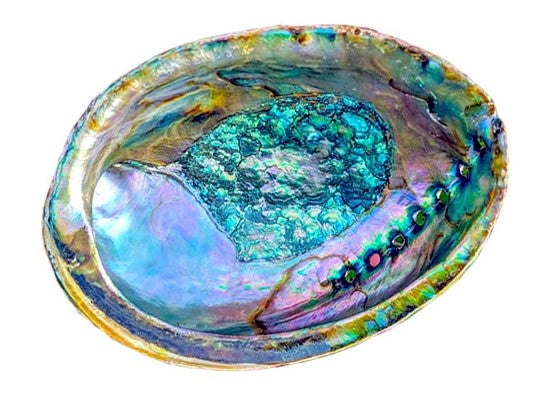 Abalone and Sage Smudge