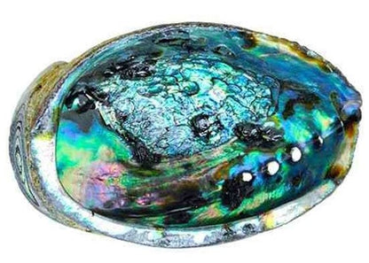 Abalone and Sage Smudge